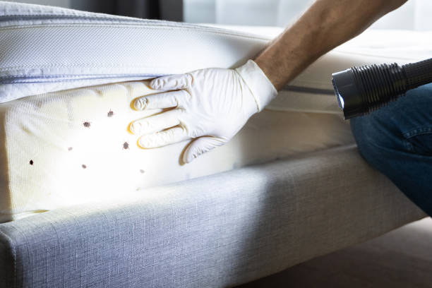 Best Emergency Pest Control  in North Beach, MD